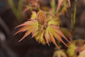 Klon Palmowy Orange Dream (Acer Palmatum Orange Dream)