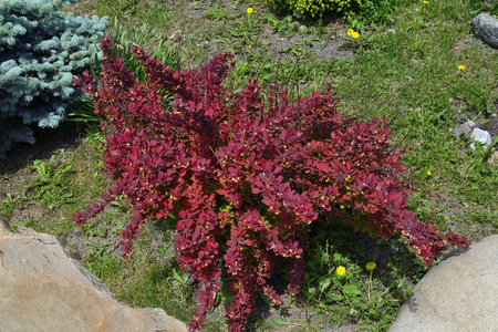 Berberys Thunberga 'Red Dream' - Sadzonka 30 cm