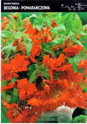 Begonia Kaskadowa - Pomarańczowa 3 szt.