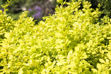 Berberys Thunberga 'Aurea' – Sadzonka 30 cm