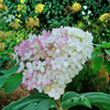 Hortensja bukietowa 'Vanilla Frise' - Sadzonka 40 cm