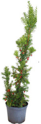 Cis Pośredni 'Hicksii' – Sadzonka 40 cm