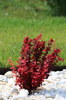 Berberys Thunberga 'Orange Rocket' PBR – Sadzonka 30 cm