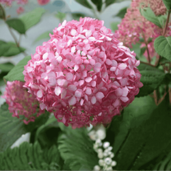 Hortensja bukietowa 'Pink Diamond' - Sadzonka 40-50cm