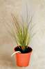 Turzyna Buchanana Red Rooster