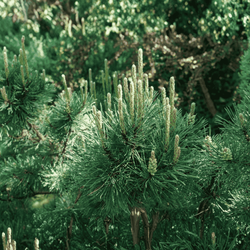 Sosna Górska Kosodrzewina 'Pumilio' – Sadzonka 10-15 cm