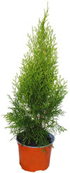Tuja Żywotnik Zachodni 'Smaragd' – Sadzonka 70-100 cm