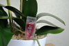 Odżywka do storczyków Orchid Energy 35 ml Target