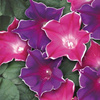 Wilec Picotee Mix Ipomoea purpurea
