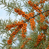 Rokitnik Zwyczajny Friesdorfer Orange