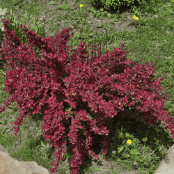 Berberys Thunberga 'Red Dream' - Sadzonka 30 cm