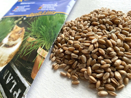 Trawa dla kota - Kiepenkerl