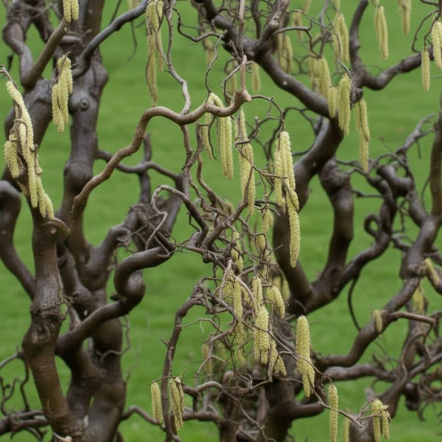 Leszczyna Pospolita Contorta (Corylus Avellana Contorta)