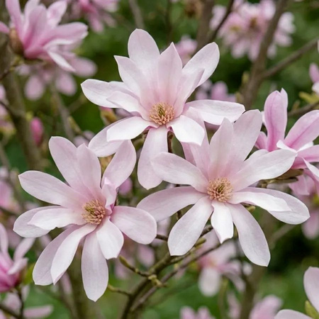 Magnolia Loebnera Leonard Messel  (Magnolia Loebneri Leonard Messel)