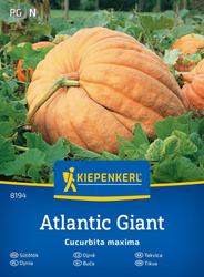 Dynia olbrzymia Atlantic Giant