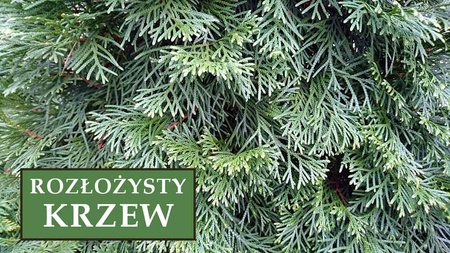Jałowiec Pfitzera 'Pfitzeriana' - Sadzonka 30 cm
