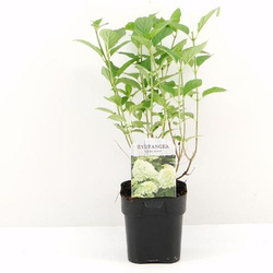 Hortensja bukietowa 'Limelight' PBR – Sadzonka 40 cm