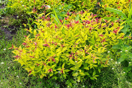 Tawuła Japońska 'Golden Princess' – Sadzonka 15-25 cm