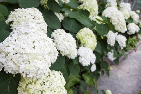 Hortensja Drzewiasta 'Annabelle' – Sadzonka 30 cm