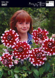 Domyślna nazwa
