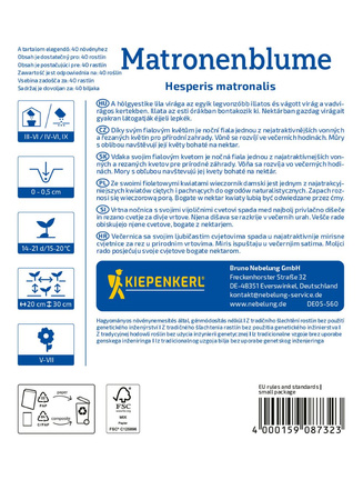 Wieczornik damski Matronenblume - Nasiona - Kiepenkerl
