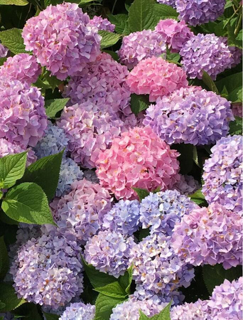 Hortensja Ogrodowa 'Bouquet Rose' – Sadzonka 20 cm