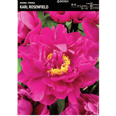 Piwonia Karl Rosenfield 1 szt.