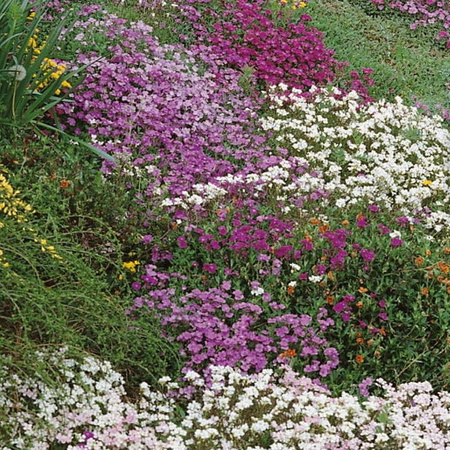 Mieszanka kwiatów do ogrodów skalnych Steingartenblumen Mix