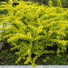 Berberys Thumberga Tiny Gold – Botana