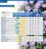 Wilec Picotee Mix Ipomoea purpurea