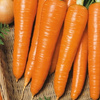 Marchew Rote Riesen Kiepenkerl