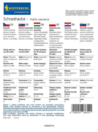 Gęsiówka kaukaska Schneehaube Arabis caucasica
