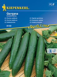 Ogórek gruntowy ,,Gergana’’ F1 – Kiepenkerl