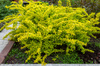 Berberys Thumberga Tiny Gold – Botana