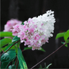 Hortensja bukietowa 'Pink Lady' - Sadzonka 40-50 cm