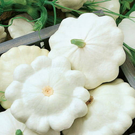 Cukinia Custard White – Kiepenkerl