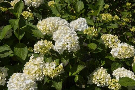 Hortensja Ogrodowa 'Madame Emile Mouillere' – Sadzonka 45-60 cm