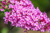 Budleja Davida 'Candy Little Pink' – Sadzonka 30-40 cm