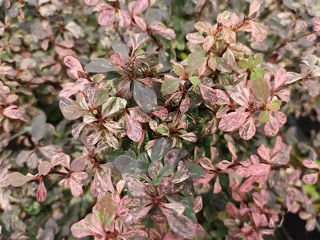 Berberys Thunberga 'Inspiration' – Sadzonka 30 cm
