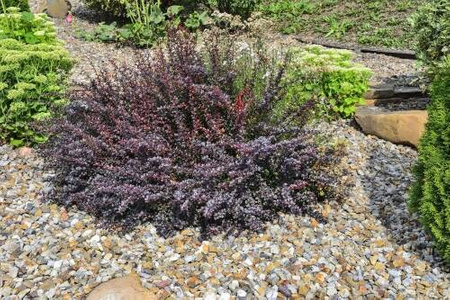 Berberys Thunberga 'Atropurpurea Nana' – Sadzonka 20 cm