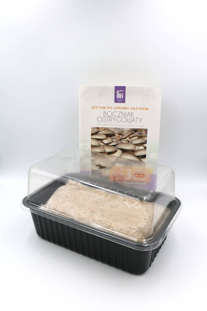 Zestaw do uprawy grzybów – Boczniak Ostrygowaty – 3 l Exotic Grow