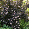 Pęcherznica Kalinolistna Diabolo (Physocarpus Opulifolius Diabolo)