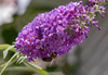 Budleja Davida 'Candy Little Purple' – Sadzonka 25-30 cm