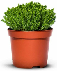 Hebe Green Globe Zimozielone - 30 szt. pakiet