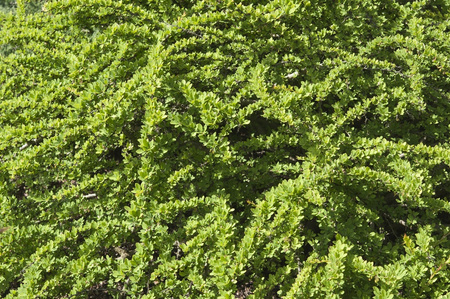 Berberys Thunberga 'Kobold' – Sadzonka 20 cm