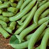 Groch Cukrowy Delikett – Kiepenkerl