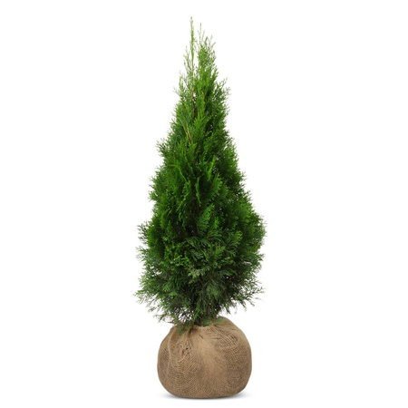 Pakiet Tuja Szmaragd 120-130 cm – 20 szt.