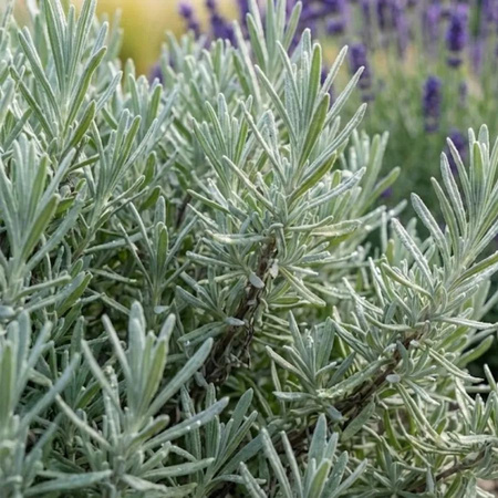 Lawenda Wąskolistna Hidcote Blue  Lavandula Angustifolia Hidcote Blue)