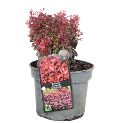 Berberys Thunberga 'Lutin Rouge' PBR – Sadzonka 20 cm
