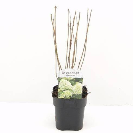 Hortensja bukietowa 'Limelight' PBR – Sadzonka 40 cm